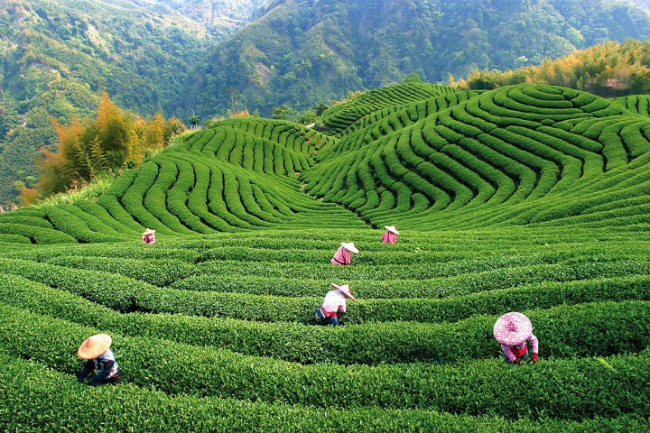 регионы земного шара где выращиват чай