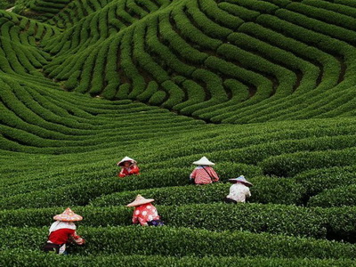 плантация чая из Китая