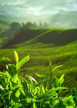 японский и цейлонский зеленый чай
